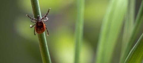 Close-up of a tick climbing on a blade of grass with a blurred green background.